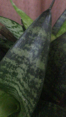 Sansevieria trifasciata