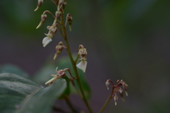 Agatea longipedicellata
