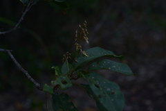 Agatea longipedicellata