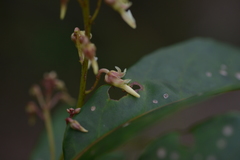Agatea longipedicellata