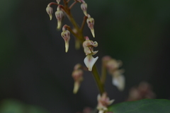 Agatea longipedicellata