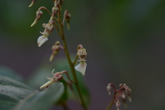 Agatea longipedicellata