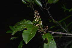 Agatea longipedicellata