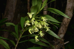 Dendrobium polycladium
