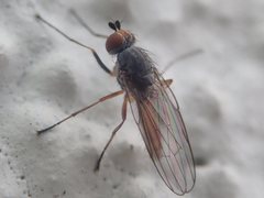 Heteromyza