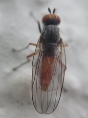 Heteromyza