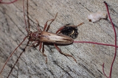 Eburida sublineata