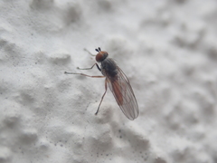Heteromyza