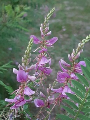 Indigofera heterantha