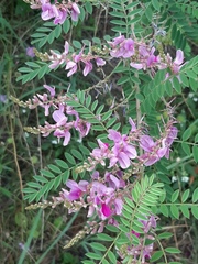Indigofera heterantha
