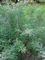Indigofera heterantha