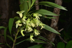 Dendrobium polycladium
