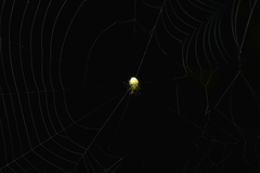 Araneus cyrtarachnoides