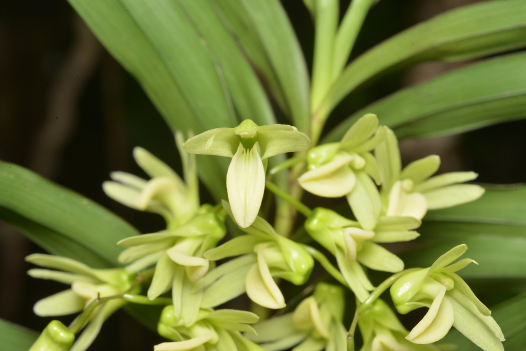Dendrobium polycladium Rchb.f.