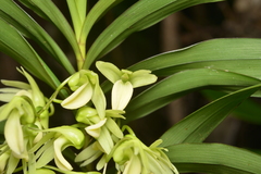 Dendrobium polycladium