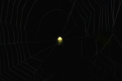 Araneus cyrtarachnoides