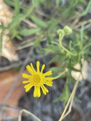 Felicia mossamedensis