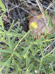Felicia mossamedensis