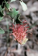 Grevillea infecunda