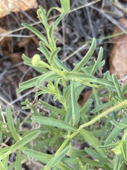 Felicia mossamedensis