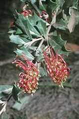 Grevillea infecunda