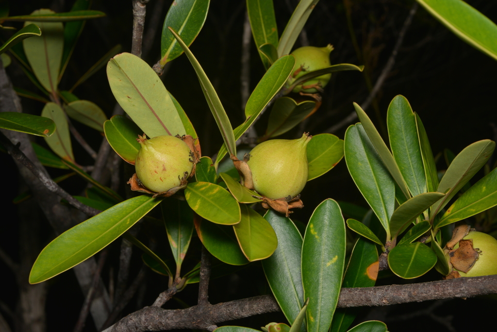 Montrouziera sphaeroidea