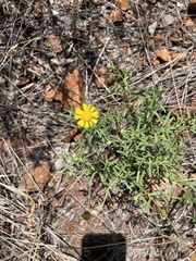 Felicia mossamedensis