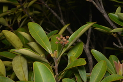 Montrouziera sphaeroidea