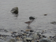 Tringa melanoleuca
