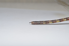 Adversaeschna brevistyla caledonica