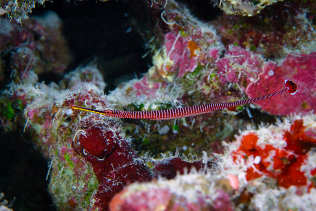 Many-banded pipefish (Dunckerocampus multiannulatus) — Syngnathidae