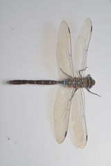 Adversaeschna brevistyla caledonica