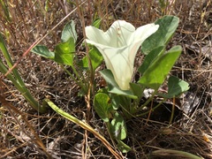 Calystegia malacophylla