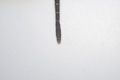 Adversaeschna brevistyla caledonica