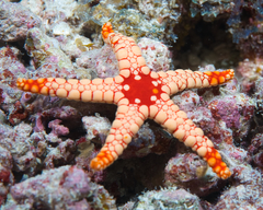 Fromia nodosa