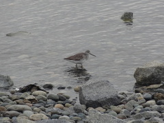 Tringa melanoleuca