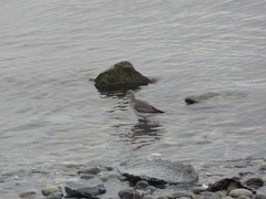 Tringa melanoleuca