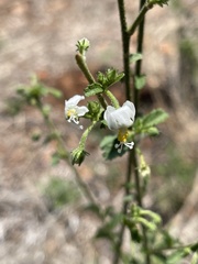 Hibiscus micranthus