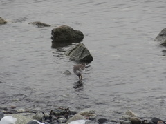 Tringa melanoleuca