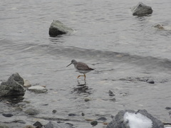 Tringa melanoleuca