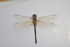 Adversaeschna brevistyla caledonica