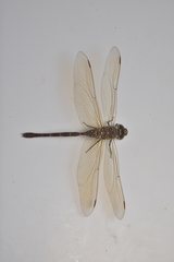 Adversaeschna brevistyla caledonica