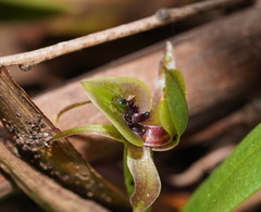 Chiloglottis jeanesii