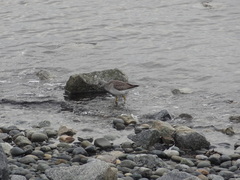 Tringa melanoleuca