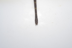 Adversaeschna brevistyla caledonica