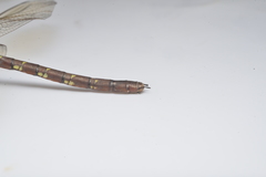 Adversaeschna brevistyla caledonica
