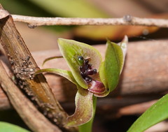 Chiloglottis jeanesii