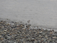 Tringa melanoleuca