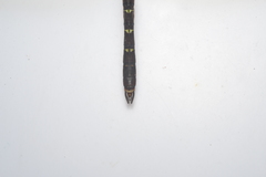 Adversaeschna brevistyla caledonica