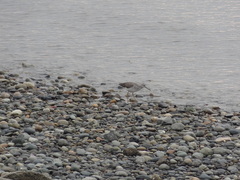 Tringa melanoleuca